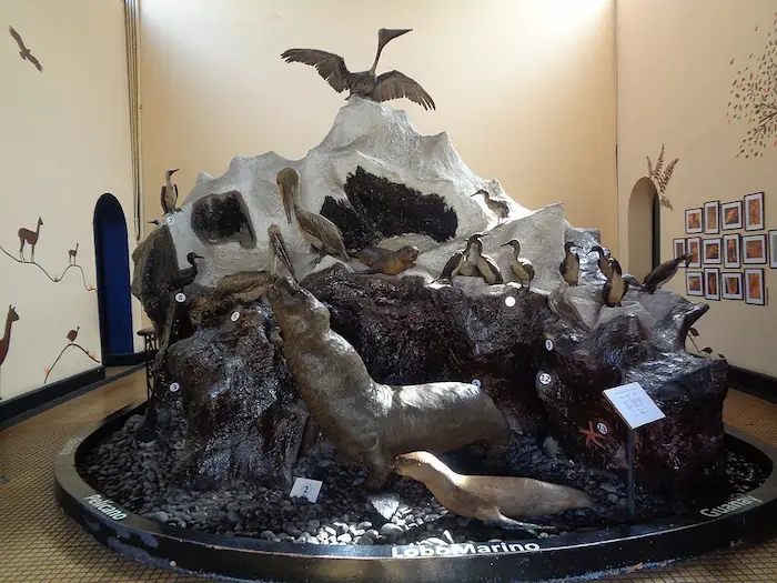 museo donde muestran animales extintos , con una buena representación
