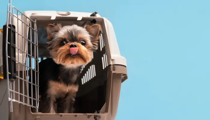 lindo perrito feliz porque lo llevarán de paseo